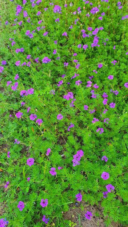 케메르 Flora Pansiyon Cirali 아파트 외부 사진