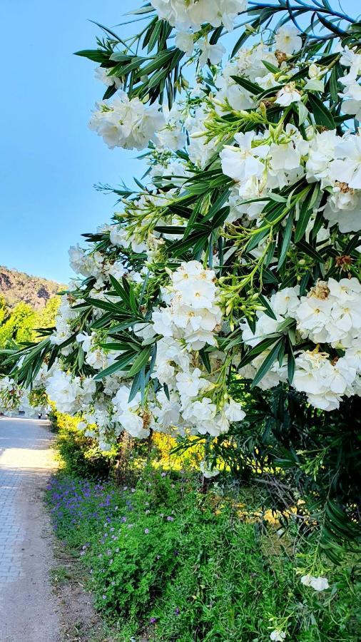 케메르 Flora Pansiyon Cirali 아파트 외부 사진